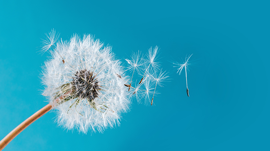 Uitgebloeide paardenbloem - pluisjes waaien weg 